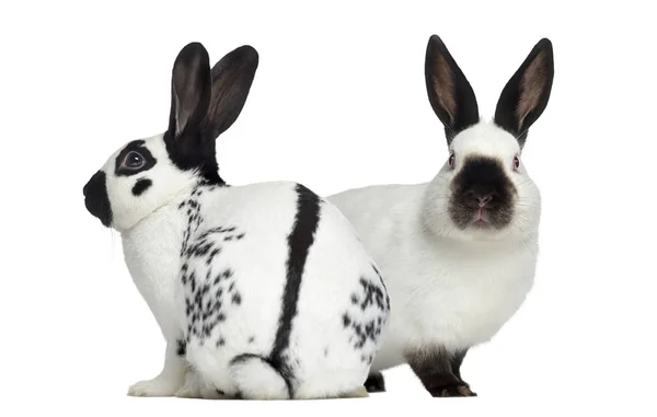 Kostkované králík a ruský králík izolované na bílém — Stock fotografie