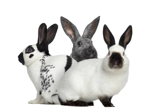 Kostkované králík a Argente králík a ruský králík, samostatný — Stock fotografie