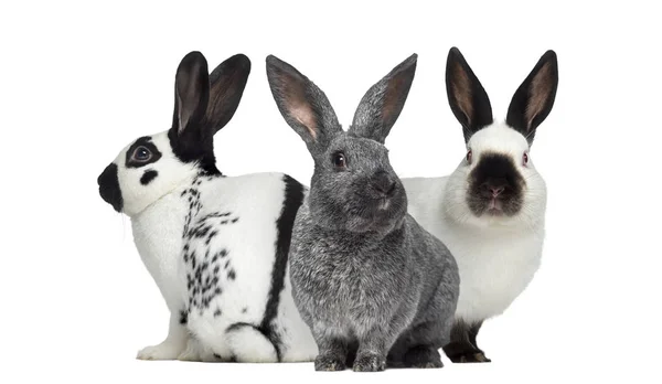 Kariertes Kaninchen und argente Kaninchen und russisches Kaninchen isoliert — Stockfoto