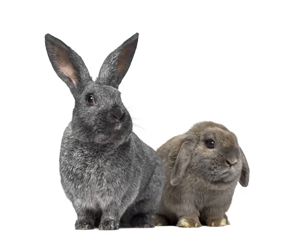 Argente conejo y Holanda Lop conejo aislado en blanco — Foto de Stock