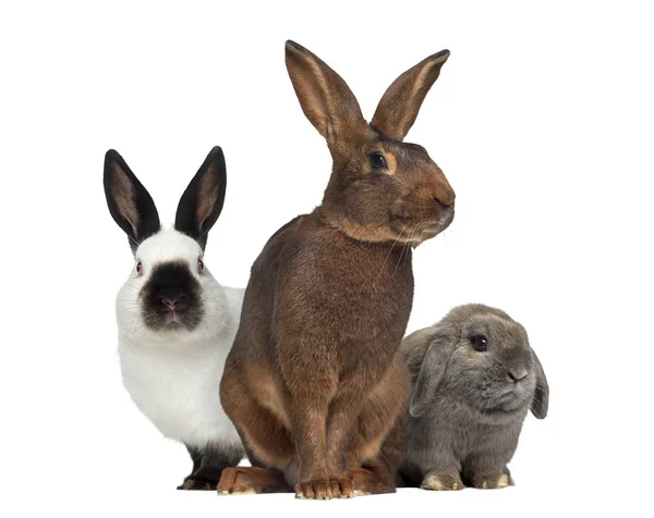 Lebre belga e coelho russo e Holland Lop coelho isolado — Fotografia de Stock