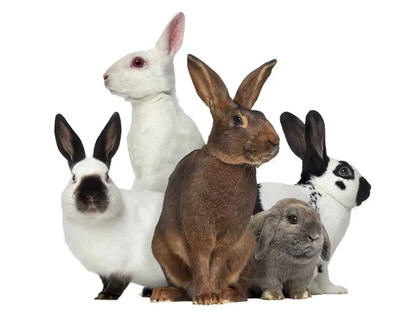 Group of rabbits, isolated on white — Stock Photo, Image