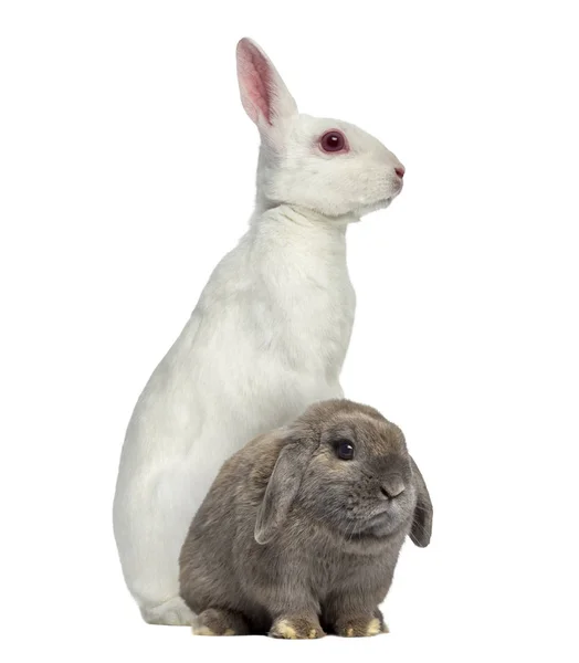 Beyaz albino tavşan onun arka ayakları ve Hollanda Lop tavşanı isolat — Stok fotoğraf