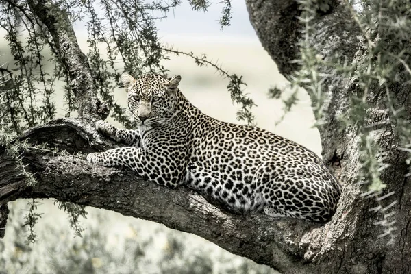 Leopardo deitado em um galho de árvore no Parque Nacional Serengeti — Fotografia de Stock