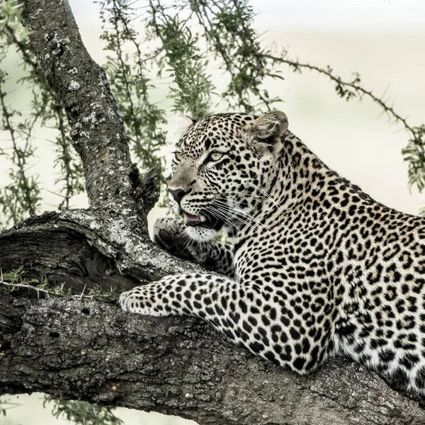 豹子躺在一根树枝在塞伦盖蒂国家公园 — 图库照片