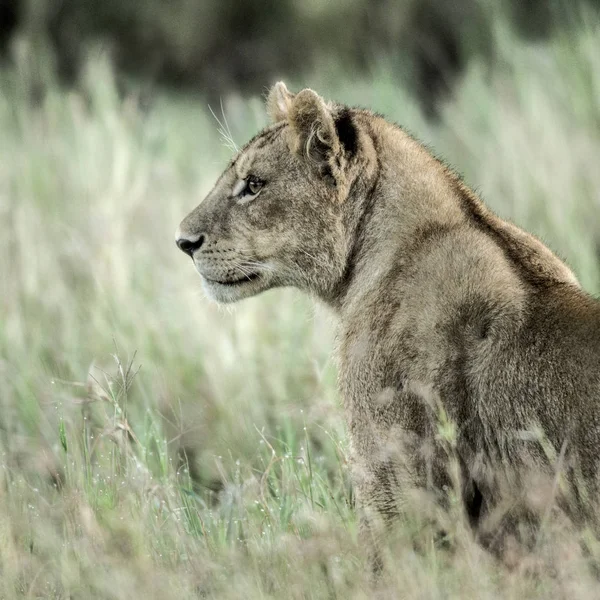 Nőstény oroszlán figyelmes a fűben a Serengeti Nemzeti Park — Stock Fotó