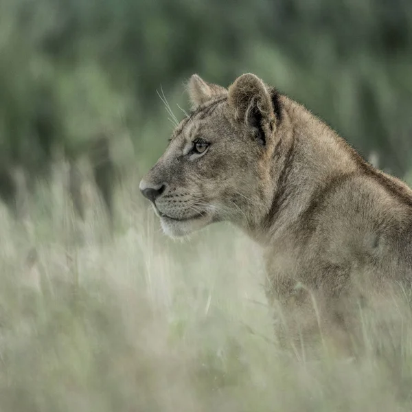 Žena Lev pozorný v trávě v národní Park Serengeti — Stock fotografie