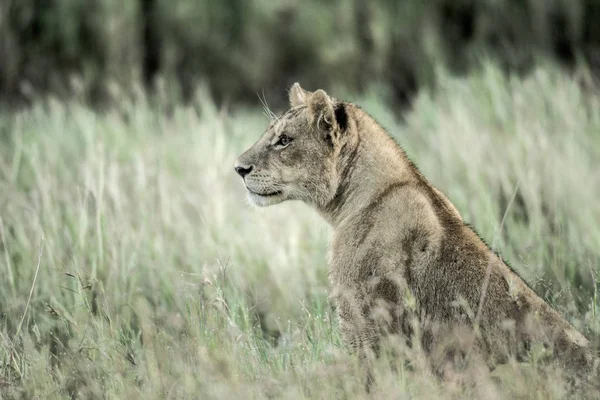 Θηλυκό λιοντάρι προσεκτικός στο γρασίδι στο Εθνικό Πάρκο Σερενγκέτι — Φωτογραφία Αρχείου