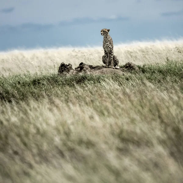 Cheetah na Kopiec, oglądanie okolicy w parku narodowym Serengeti — Zdjęcie stockowe