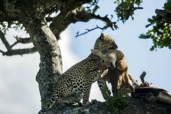 Leopardí jíst antilopy na stromě v národní Park Serengeti — Stock fotografie