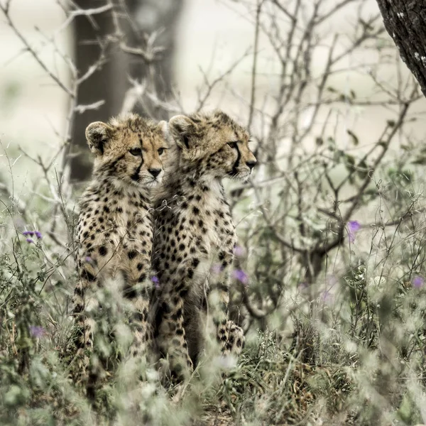 Cub gepardeja Serengetin kansallispuistossa — kuvapankkivalokuva