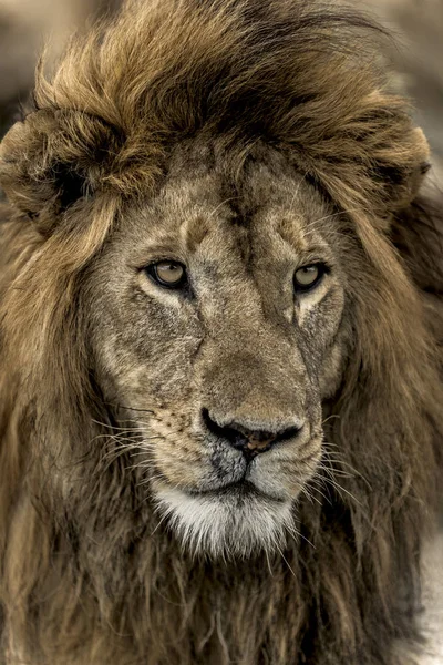 Primer plano de un león macho en el Parque Nacional del Serengeti —  Fotos de Stock