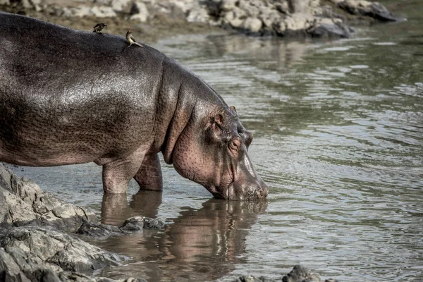 Бегемот пьет в реке в Национальном парке Серенгети — стоковое фото
