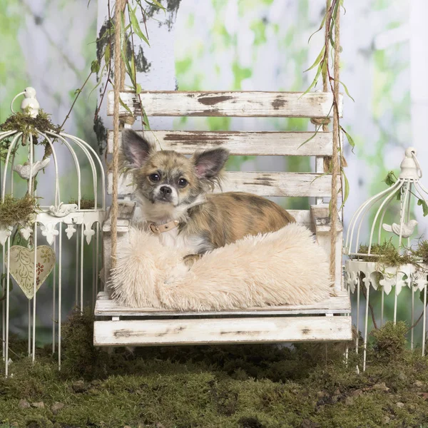 Chihuahua acostado sobre una almohada, en decoración pastoral —  Fotos de Stock