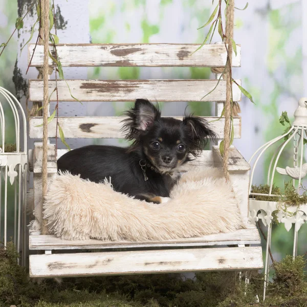 Chihuahua sdraiato su un cuscino, in decorazione pastorale — Foto Stock
