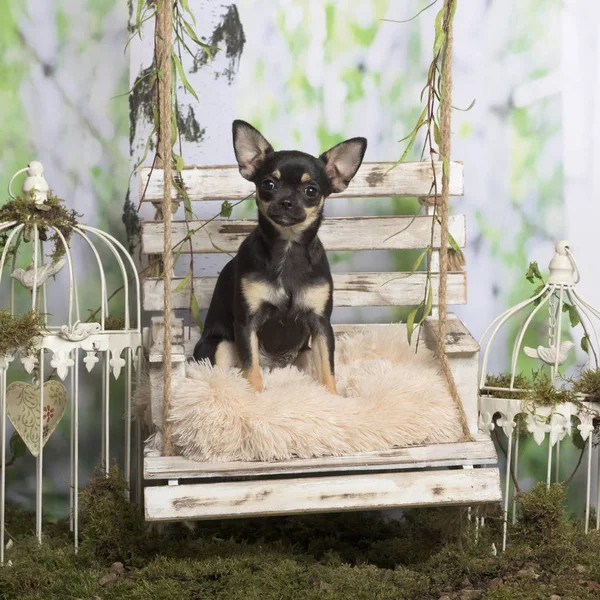 Cucciolo chihuahua su un cuscino, in decorazione pastorale — Foto Stock