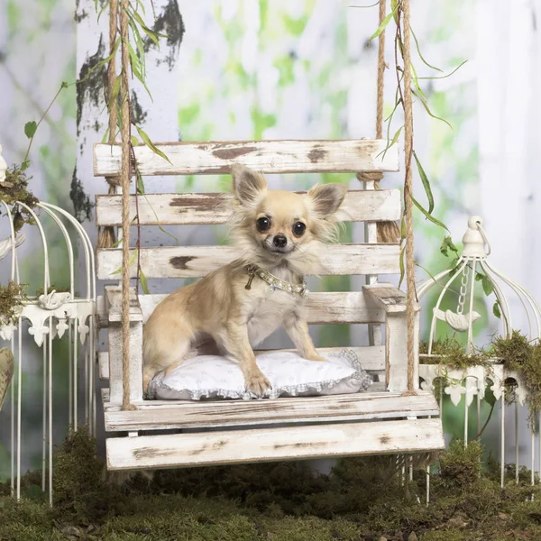 Chihuahua liggend op een kussen, in pastorale decoratie — Stockfoto