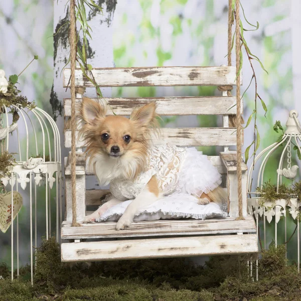 Chihuahua med broderad jacka, i pastorala dekoration — Stockfoto