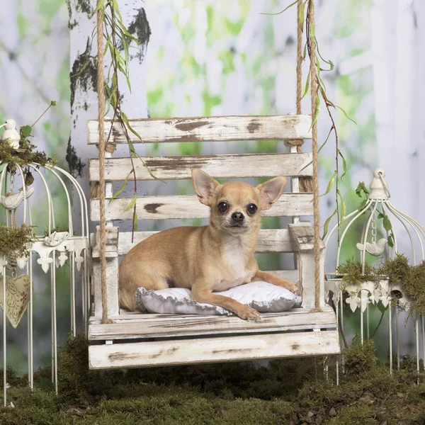 Chihuahua auf einem Kissen liegend, in pastoraler Dekoration — Stockfoto