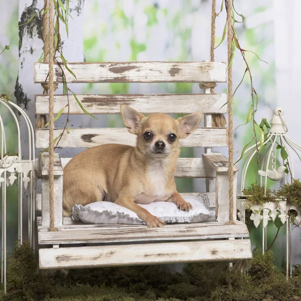 Chihuahua auf einem Kissen liegend, in pastoraler Dekoration — Stockfoto