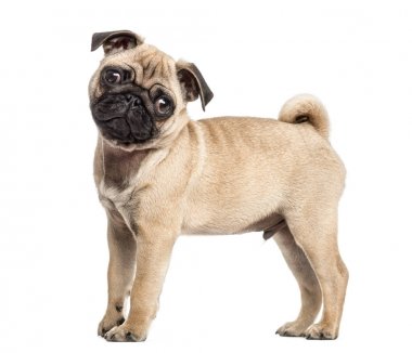 Beyaz izole bir pug köpek yavrusu ayakta yan görünüm