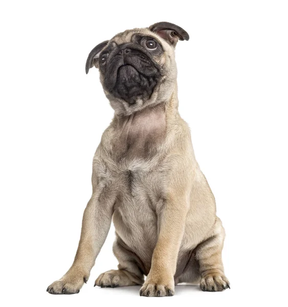 Pug cachorro sentado y mirando hacia arriba, aislado en blanco — Foto de Stock