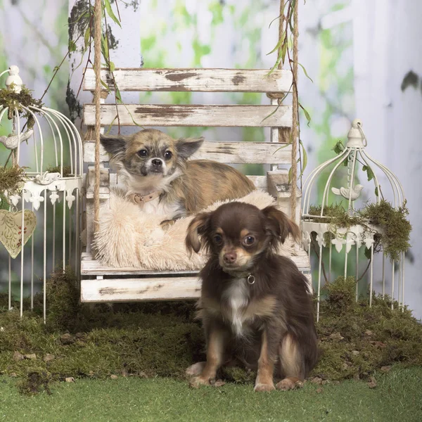 Chihuahuas sitting and lying, in pastoral decoration — Stock Photo, Image