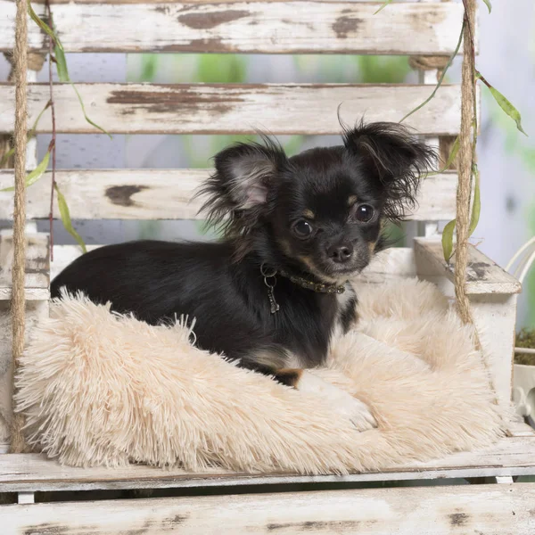 Chihuahua, leżąc na poduszce, w duszpasterskiej ozdoba — Zdjęcie stockowe