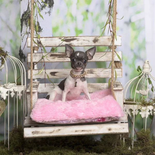 Chihuahua zittend op een roze kussen, in pastorale decoratie — Stockfoto