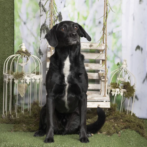 Black cross-breed dog sitting, in pastoral decoration
