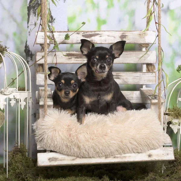 Chihuahuas sobre una almohada, en decoración pastoral — Foto de Stock