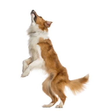 Jack Russell Terrier üzerinde beyaz izole arka ayakları üzerinde