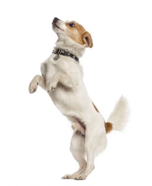Jack Russell Terrier üzerinde beyaz izole arka ayakları üzerinde