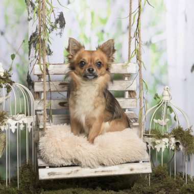 Pastoral dekorasyonda bir yastık üzerine oturan Chihuahua