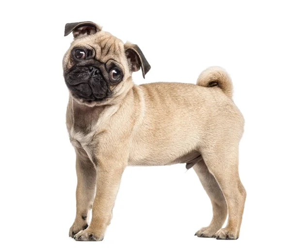 Side view of a pug puppy standing, isolated on white — Stock Photo, Image