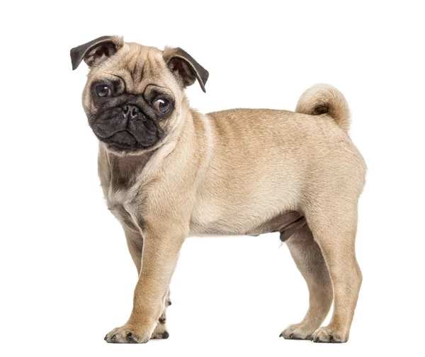 Zijaanzicht van een pug puppy staan, geïsoleerd op wit — Stockfoto