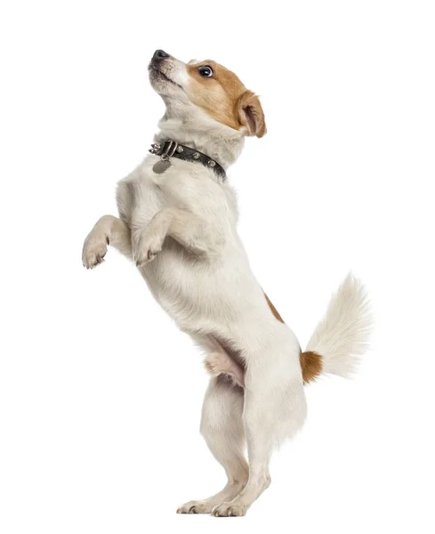 Jack Russell Terrier en las patas traseras, aislado en blanco — Foto de Stock