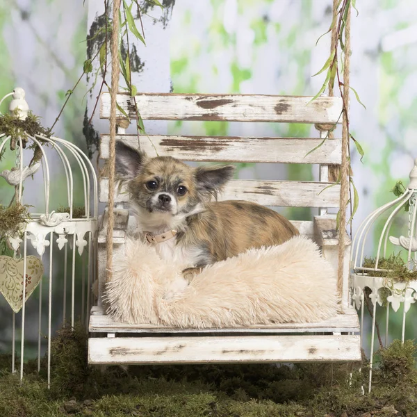 Chihuahua, leżąc na poduszce, w duszpasterskiej ozdoba — Zdjęcie stockowe
