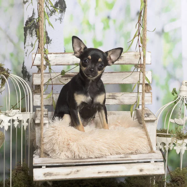 Szczeniak chihuahua na poduszce, w duszpasterskiej ozdoba — Zdjęcie stockowe