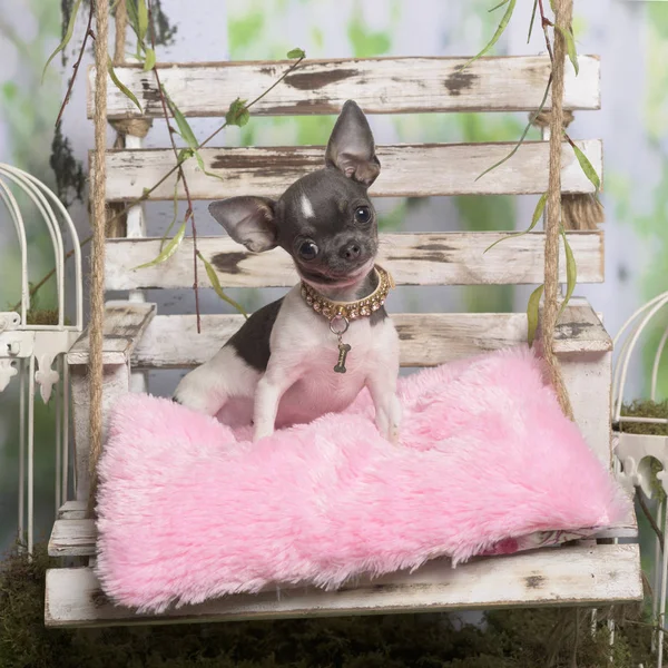 Chihuahua, siedząc na poduszce rose, w duszpasterskiej ozdoba — Zdjęcie stockowe