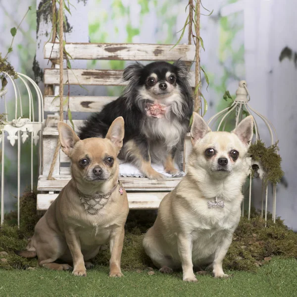 Chihuahuas com colarinho decorativo, em decoração pastoral — Fotografia de Stock