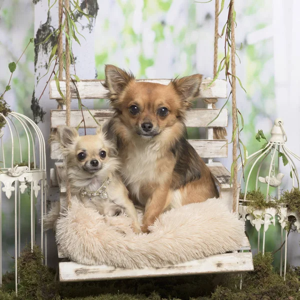 Chihuahuas velho e jovem em um travesseiro, em decoração pastoral — Fotografia de Stock
