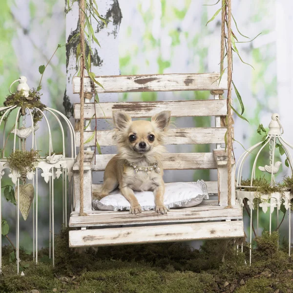 Chihuahua sdraiato su un cuscino, in decorazione pastorale — Foto Stock