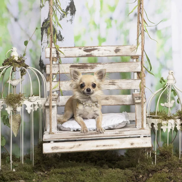 Chihuahua lying on a pillow, in pastoral decoration — Stock Photo, Image