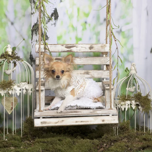 Chihuahua con chaqueta bordada, en decoración pastoral —  Fotos de Stock