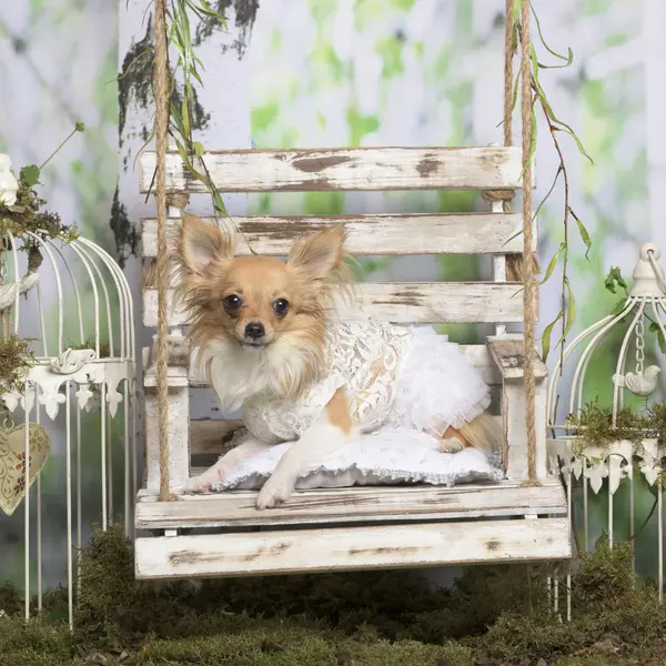 Chihuahua med broderad jacka, i pastorala dekoration — Stockfoto