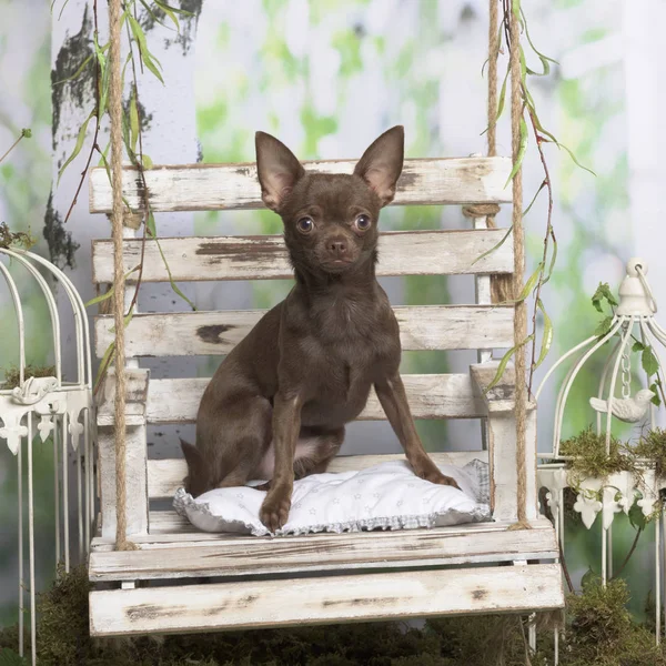 Chihuahua sentado, en decoración pastoral — Foto de Stock