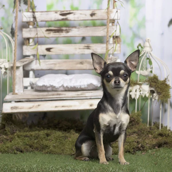 Chihuahua sentado, em decoração pastoral — Fotografia de Stock