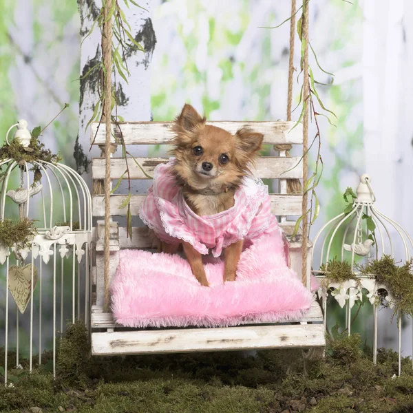 Chihuahua med en rosa jacka på en rosa kudde, i pastorala inredning — Stockfoto