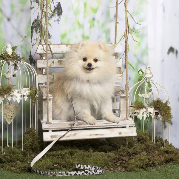 Pomeranian with long leash, in pastoral decoration — Stock Photo, Image